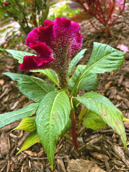 Celosia Argentina Var. Cristata by John Byerly