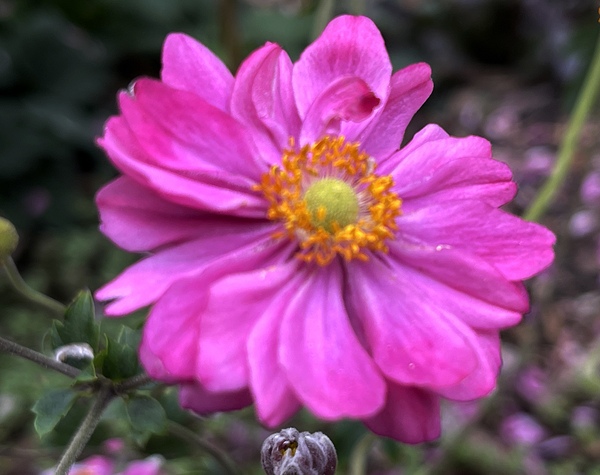 Anemone Hupehensis ‘Prinz Heinrich’ Print