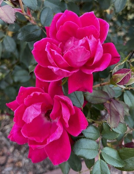 The Rose Print