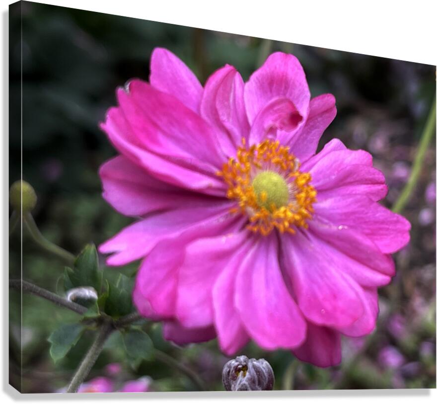 Anemone Hupehensis ‘Prinz Heinrich’ Canvas Print