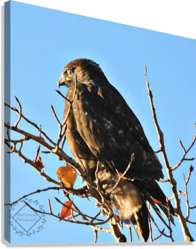 Juvenile Eagle Canvas Print