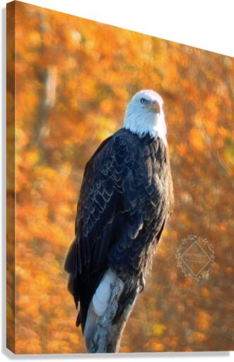 Autumn Eagle Canvas Print
