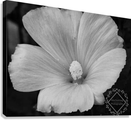 Lavatera  Canvas Print