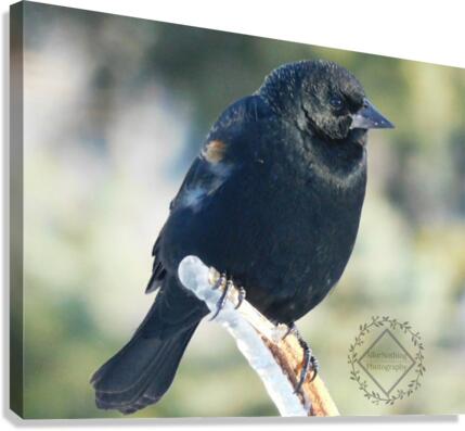 Chilly Blackbird Canvas Print