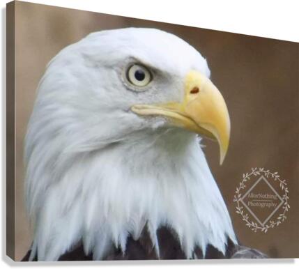 Bald Eagle Canvas Print