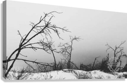 Dark Winter Canvas Print