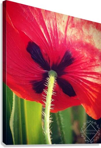 PoppyX Canvas Print