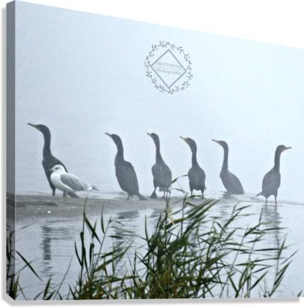 Odd One Out Canvas Print
