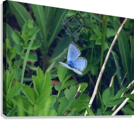 Violet Butterfly Canvas Print