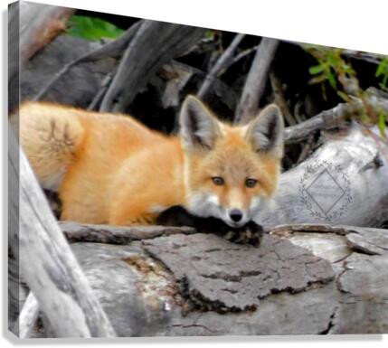 Curious Fox Canvas Print