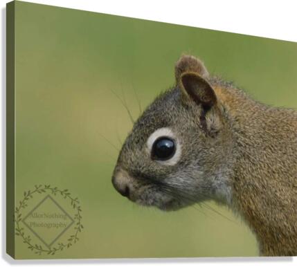 Focused Squirrel Canvas Print
