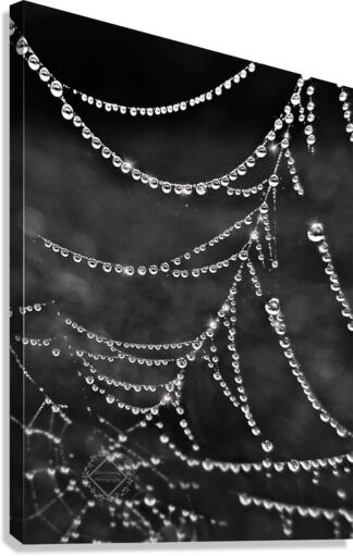 Spiderweb Dew Canvas Print