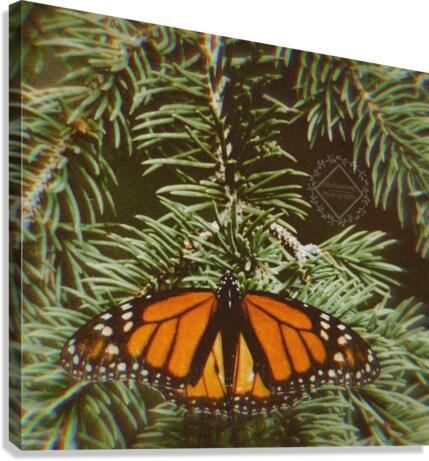 Resting Monarch Canvas Print