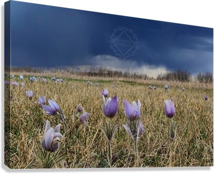 Stormy Crocus Canvas Print