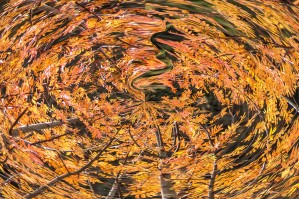 fall vortex 