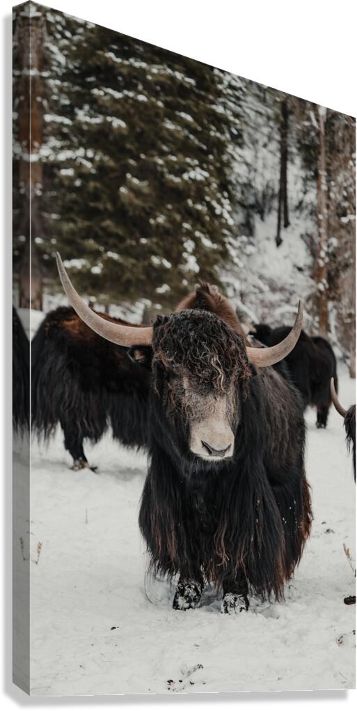 The Yak Canvas Print