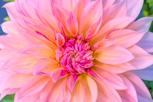 Dahlia Pink Ice