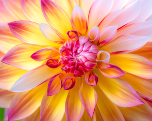 Dahlias Glow