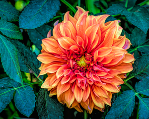 Fall Dahlia
