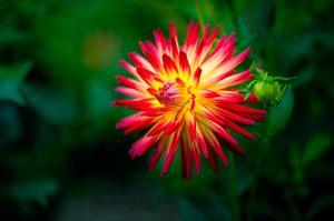 Firecracker Dahlia
