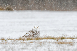 Snow Day for Snowy Owl 