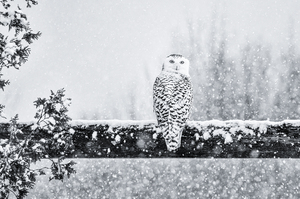 Snowy Owl in Black & White 