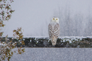 Snowy Owl Stare