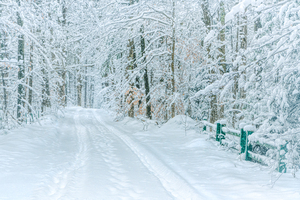 Winter Walking Path
