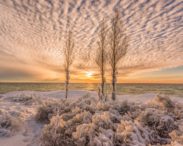 Betsie in Gold Print