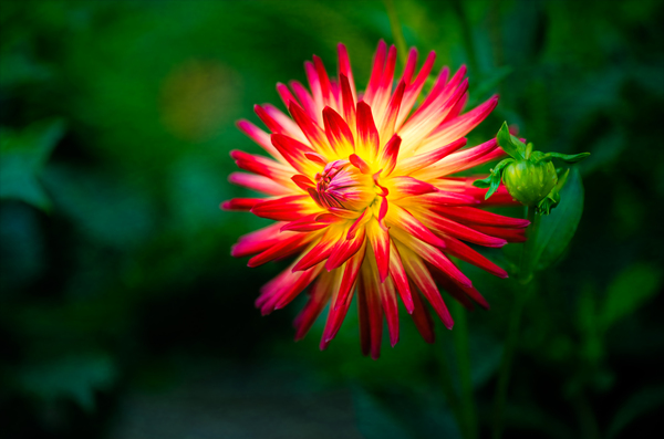 Firecracker Dahlia Print