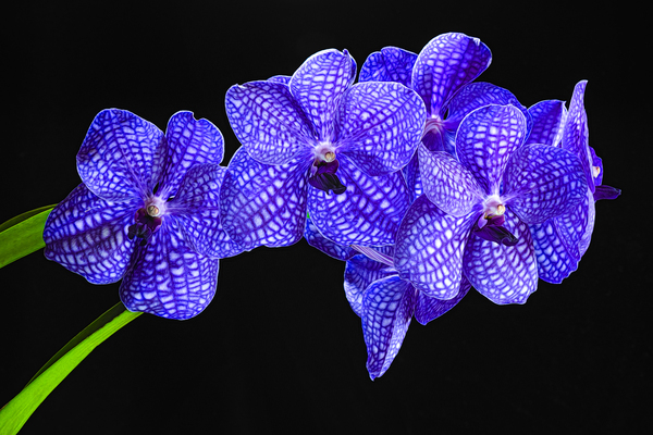 Dramatic Orchids Print