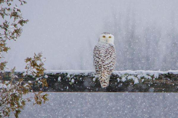 Snowy Owl Stare Print