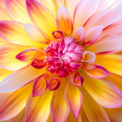 Dahlias Glow