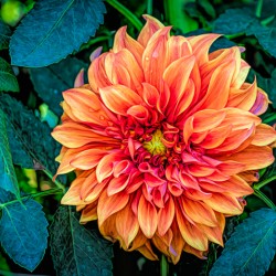 Fall Dahlia