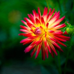 Firecracker Dahlia