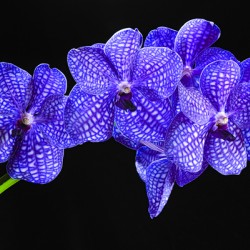 Dramatic Orchids