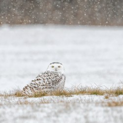 Snow Day for Snowy Owl 