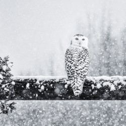 Snowy Owl in Black & White 