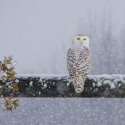 Snowy Owl Stare