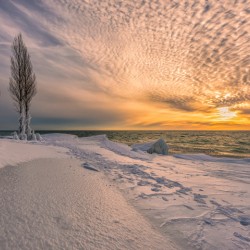Tree Guardians at Point Betsie