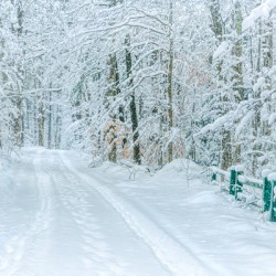 Winter Walking Path