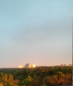 Sunset shining through the trees