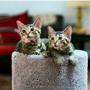 Tabby Kittens