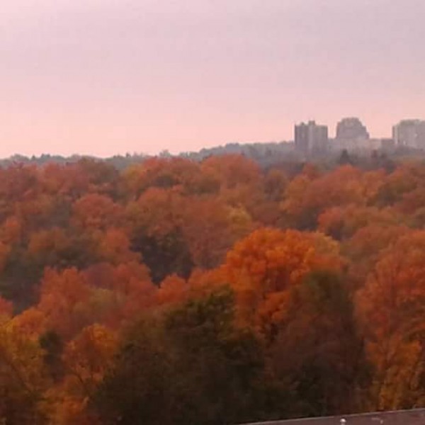 Colourful trees Print