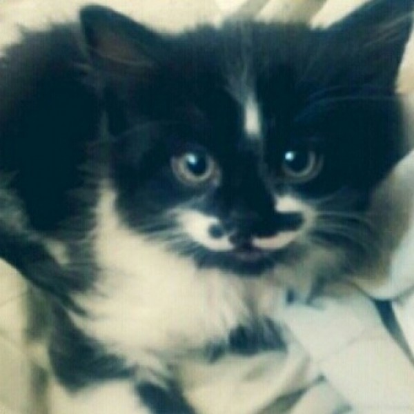 Black Main Coon Kitten Print