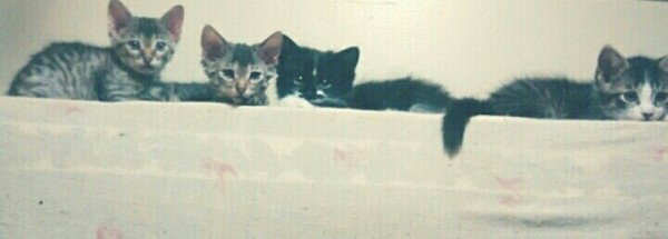 Family of Kittens Print