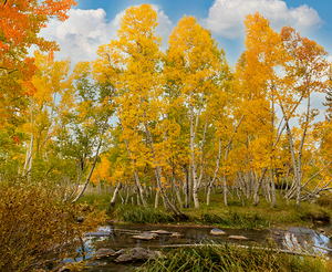 fall 2025 Utah creek side