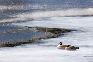 first to the pond