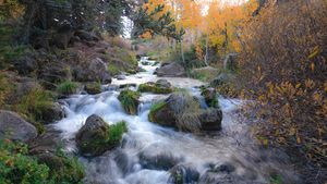 Water Fall