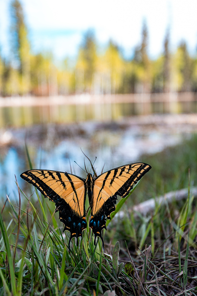 butterfly  Print